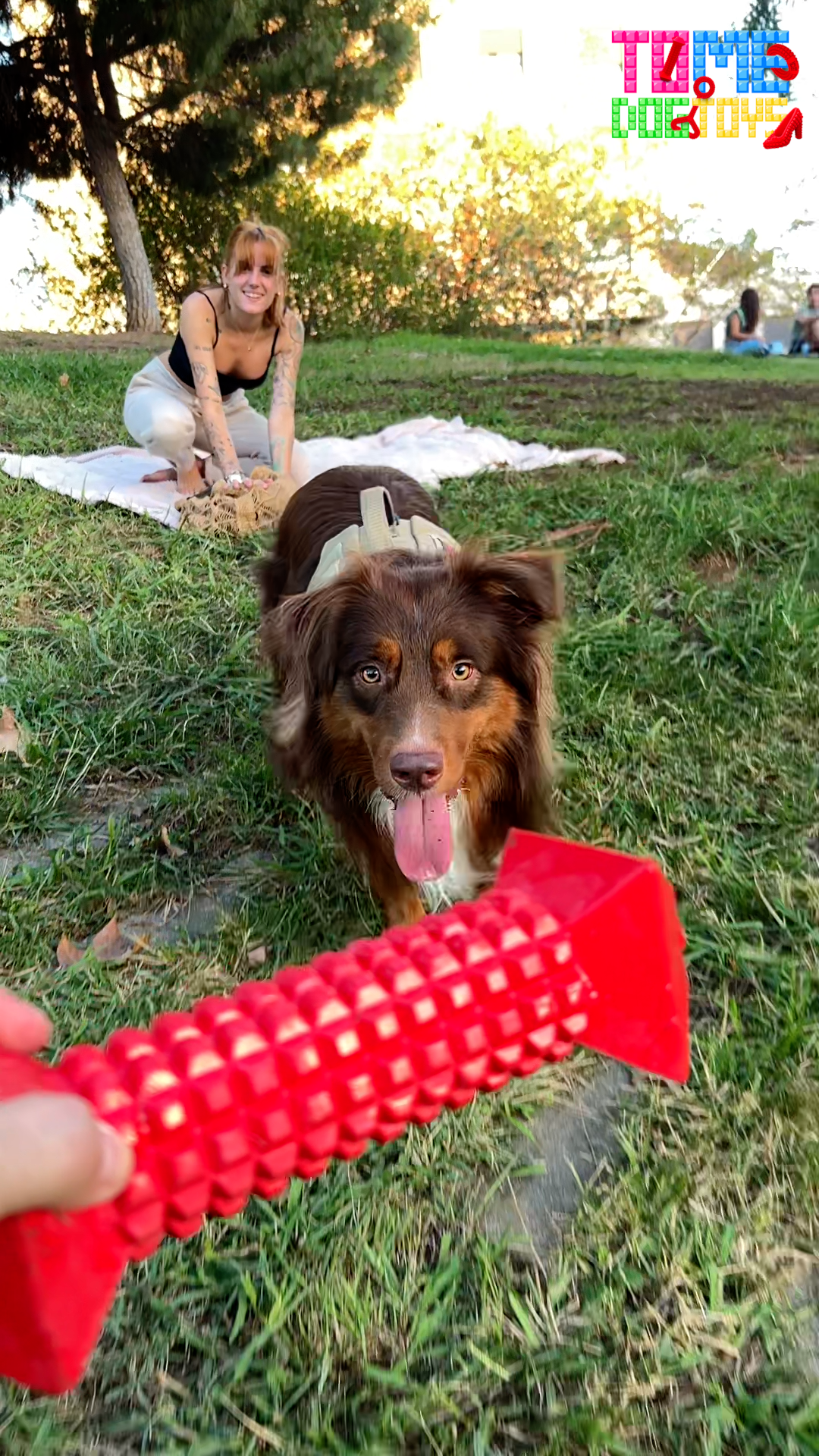 A Comprehensive Guide to Dog Grooming