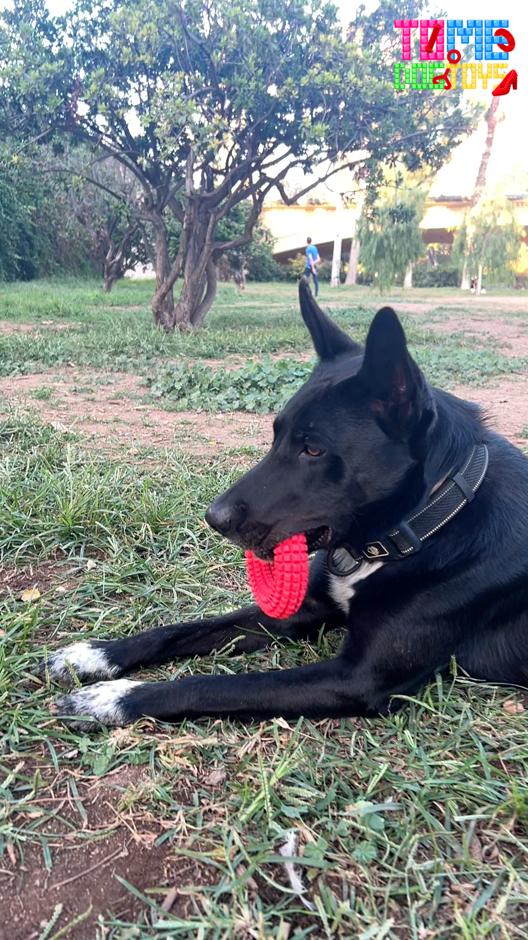 The 3-3-3 Rule of Adoption