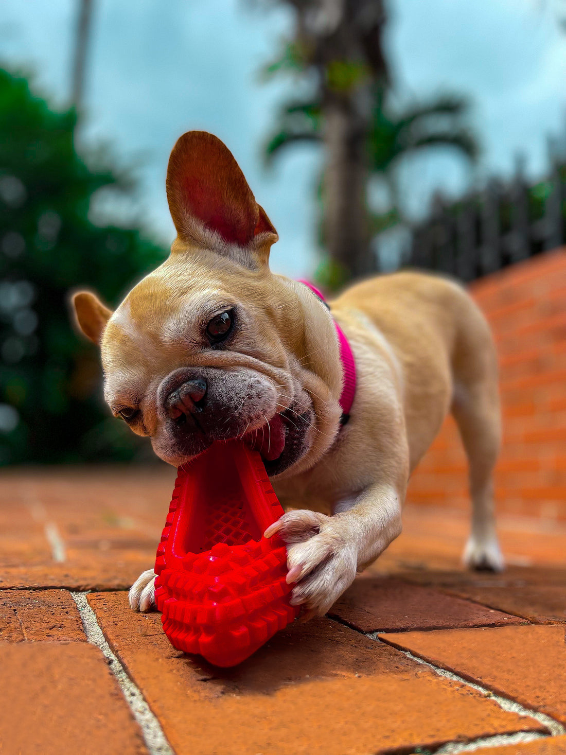 20 Canine Secrets Dogs !!!