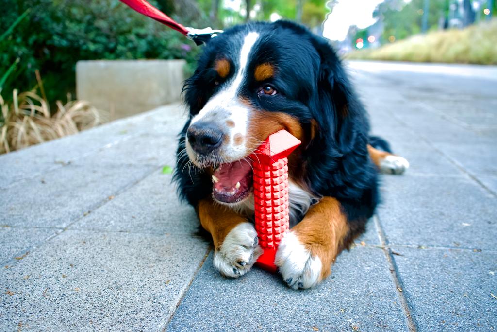 Benefits of non-toxic Dog Toys