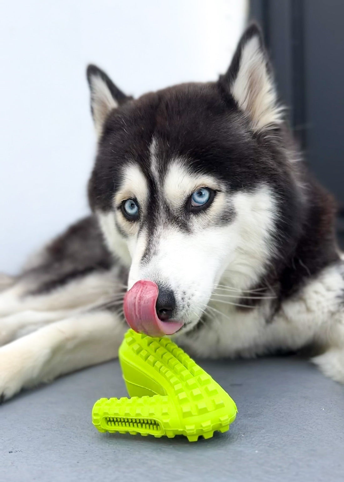 A husky dog happily chewing on a toy designed to alleviate separation anxiety.