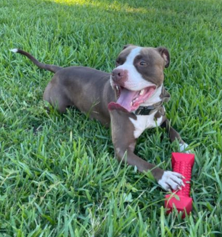 What Is Dog Training TOME DOG TOYS what-is-dog-training-tome-dog-toys