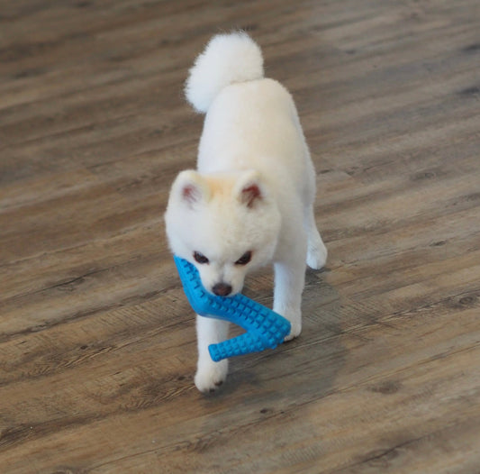 A small white dog with a blue toy for anxiety in its mouth, appearing cheerful and engaged.