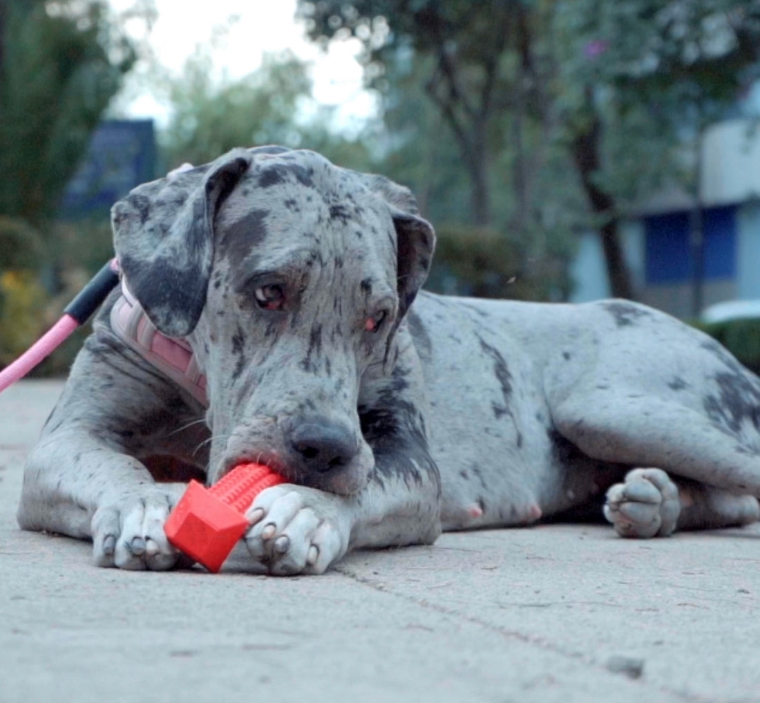 Common Health Issues in Dogs