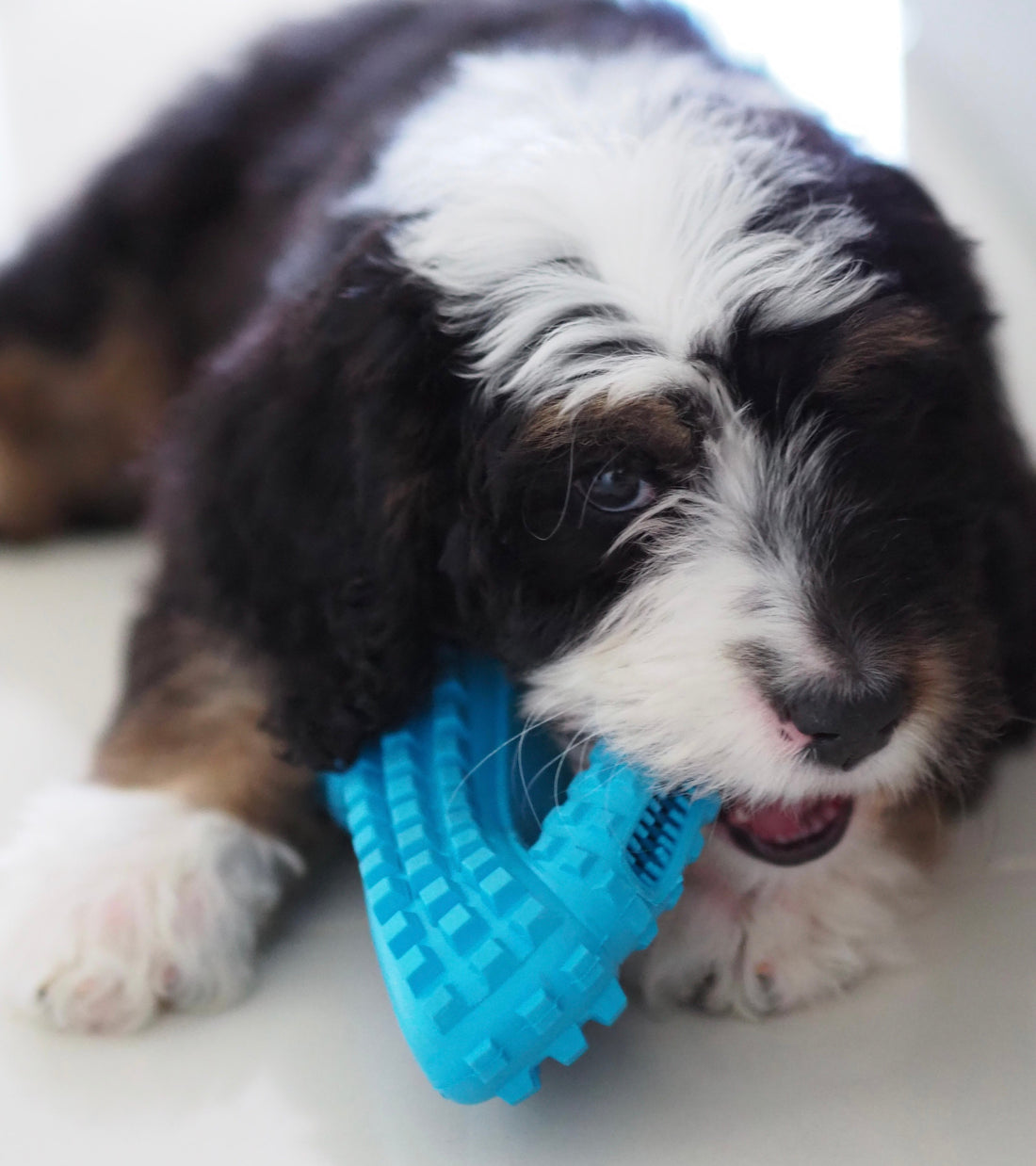 A playful puppy gnawing on a blue toy, intended to help dogs cope with separation anxiety.