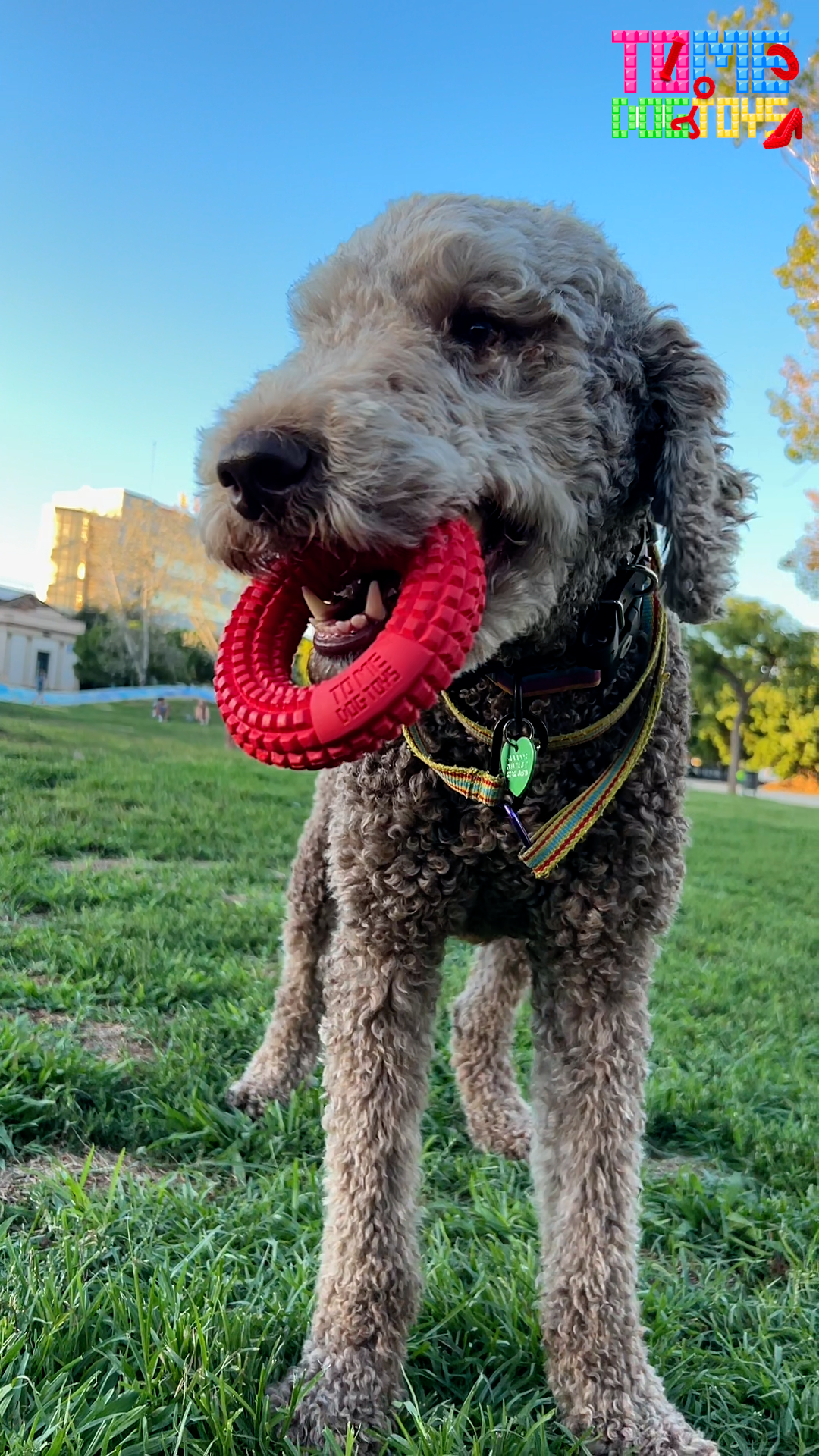 A playful dog carries a red toy in its mouth, emphasizing the importance of durable chew toys for canine enjoyment.