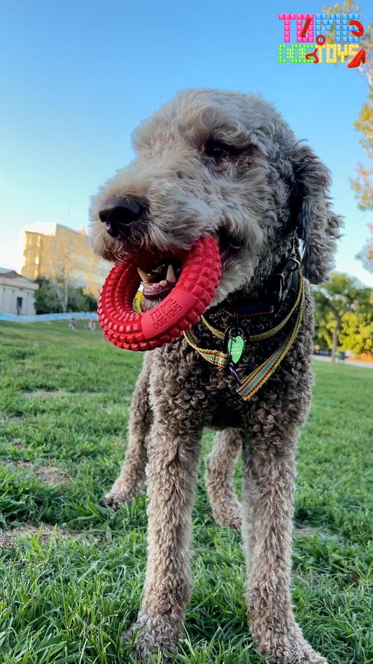 A playful dog carries a red toy in its mouth, emphasizing the importance of durable chew toys for canine enjoyment.