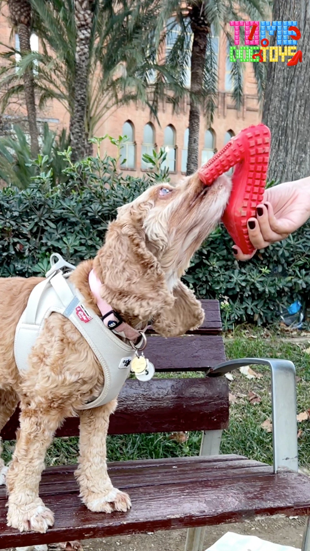 Guidelines For Taking Your Pet to Dog Events & Activities