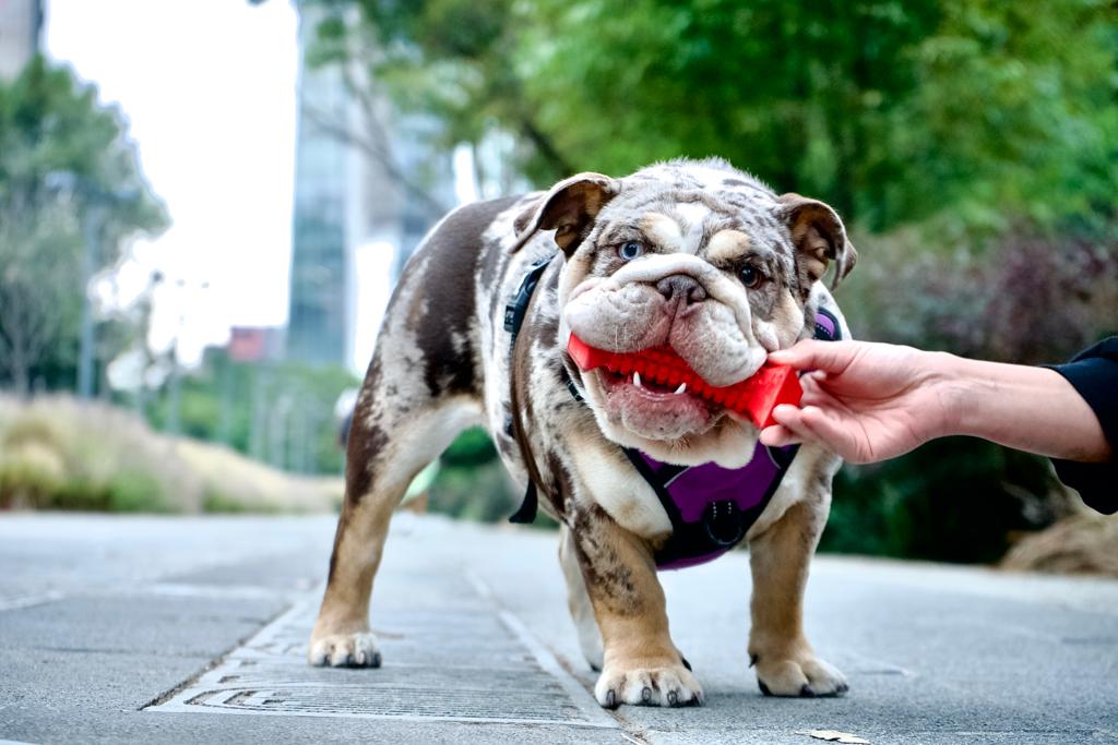 How can I detect if my dog has anxiety?