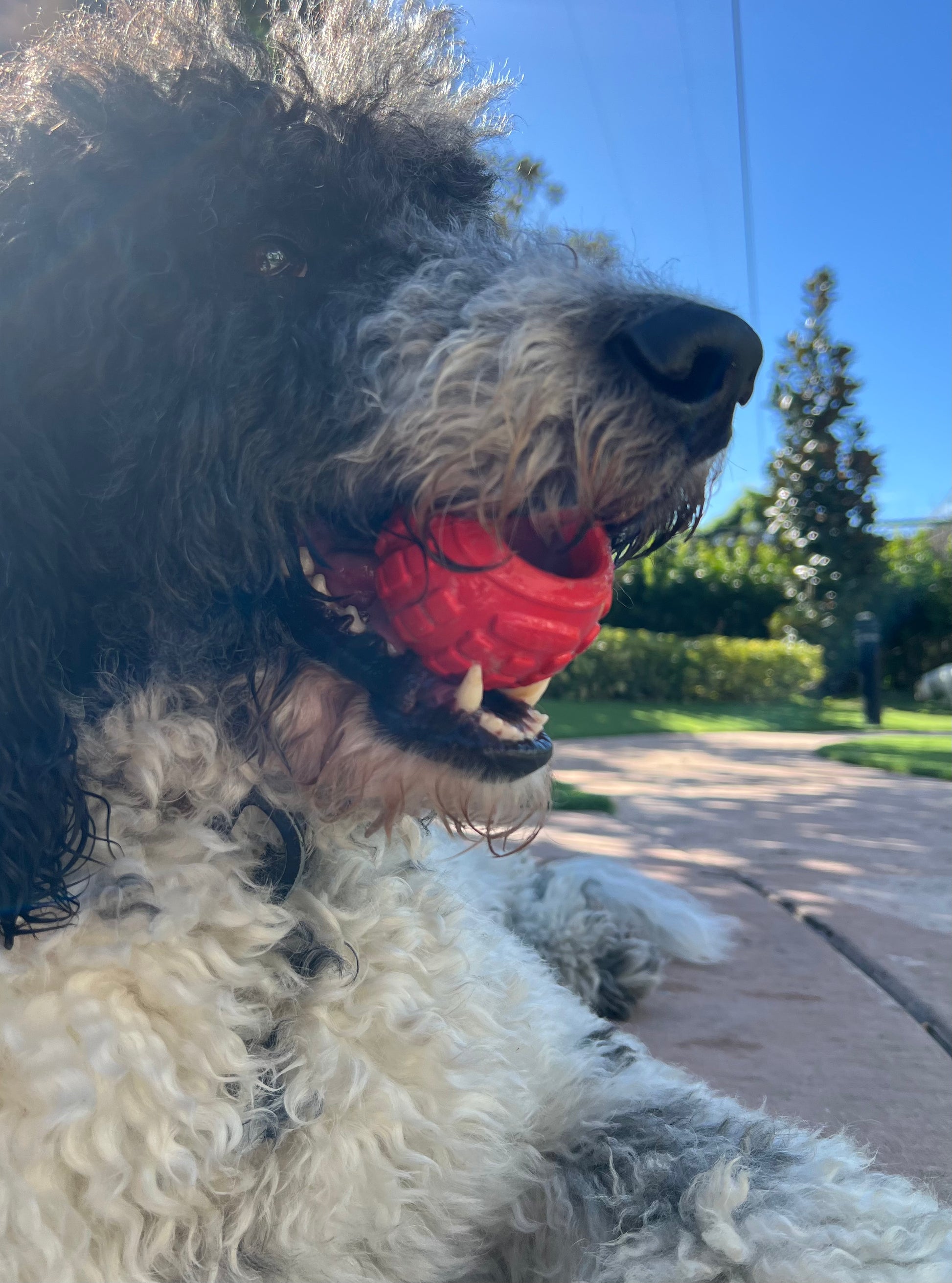 Durable rubber dog treat ball designed for small and medium aggressive chewers, with textured surface for dental health and a built-in treat-dispensing feature.