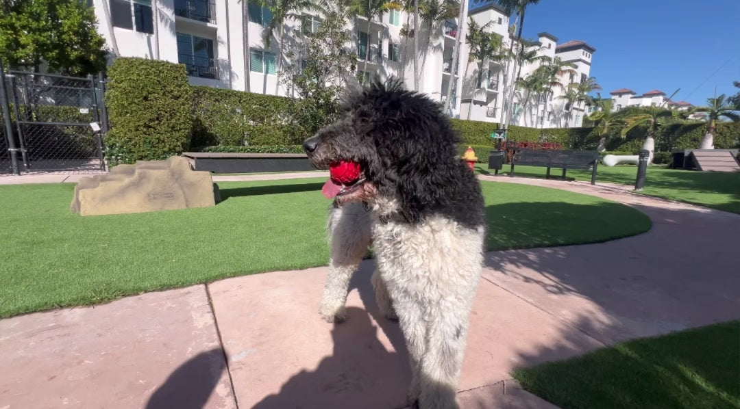 Pet-Friendly Treat Ball