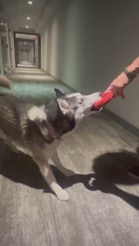 Fun Chew Ring for Dogs