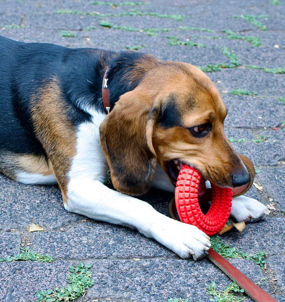 Eco-friendly dog chew toy made from 100% natural rubber for aggressive chewers