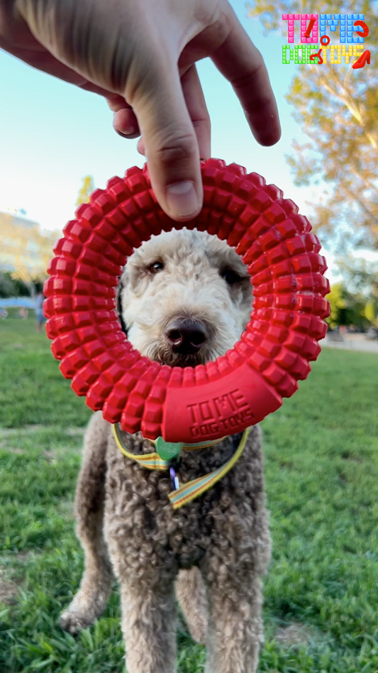 Top 10 Accessories Every Dog Owner Should Have