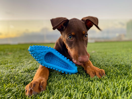 Importance of Natural chew toys for Dogs