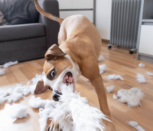 Reasons Why your Dog destroys objects in the House