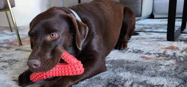 Dog Chew Toys for Aggressive Chewers 