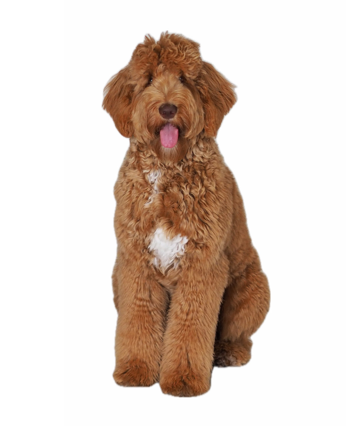 tome-dog-seo-chew-toys